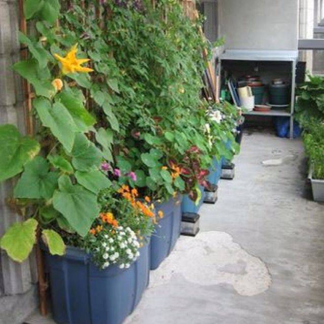 18 Rubbermaid Container Gardening Ideas You Must Look SharonSable