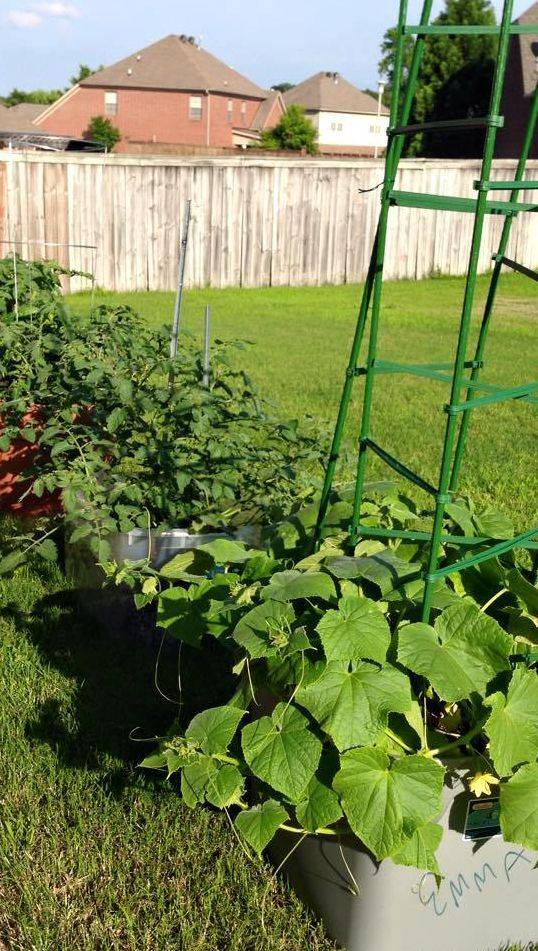 18 Rubbermaid Container Gardening Ideas You Must Look SharonSable