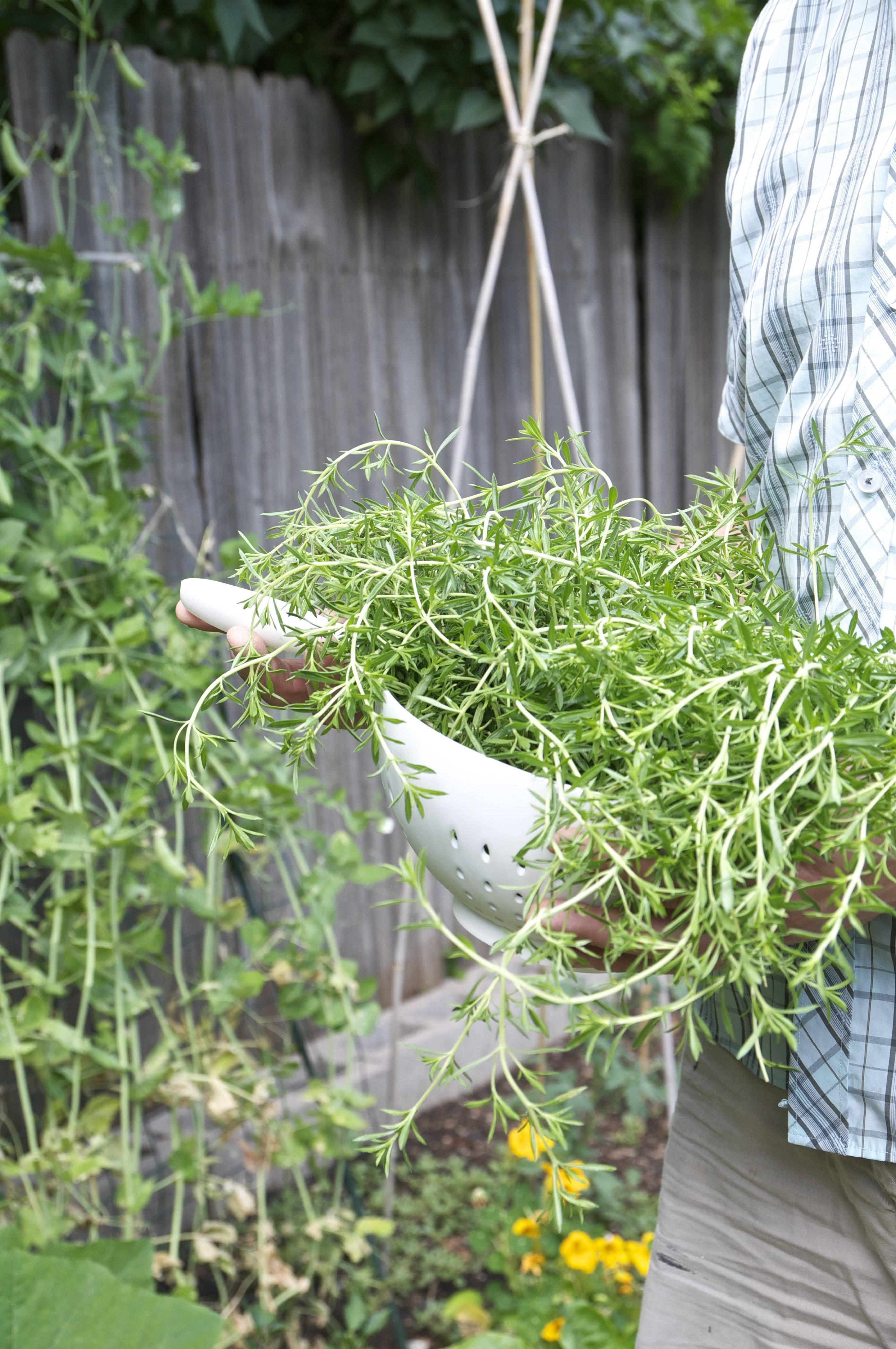 Perennial Herb Garden Layout Ideas Garden Layout