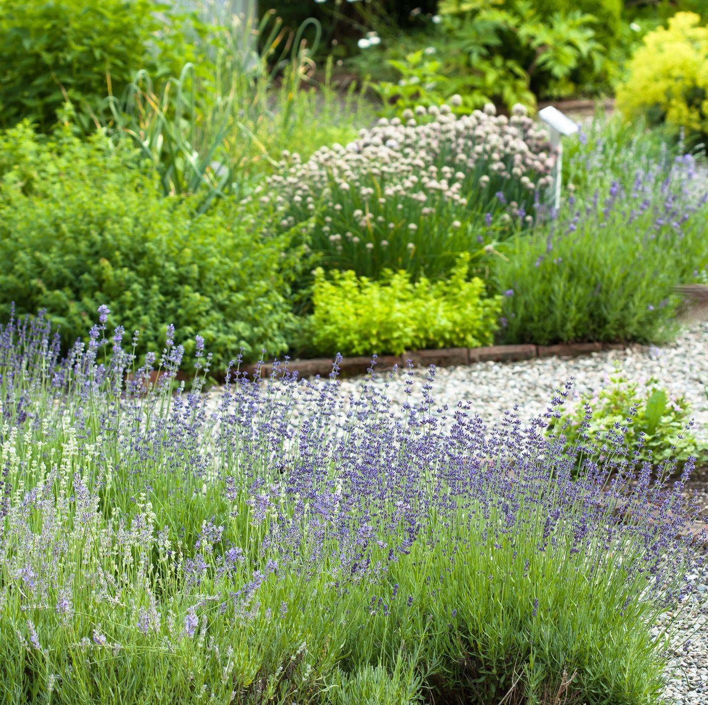 Perennial Herb Garden Layout Ideas Garden Layout