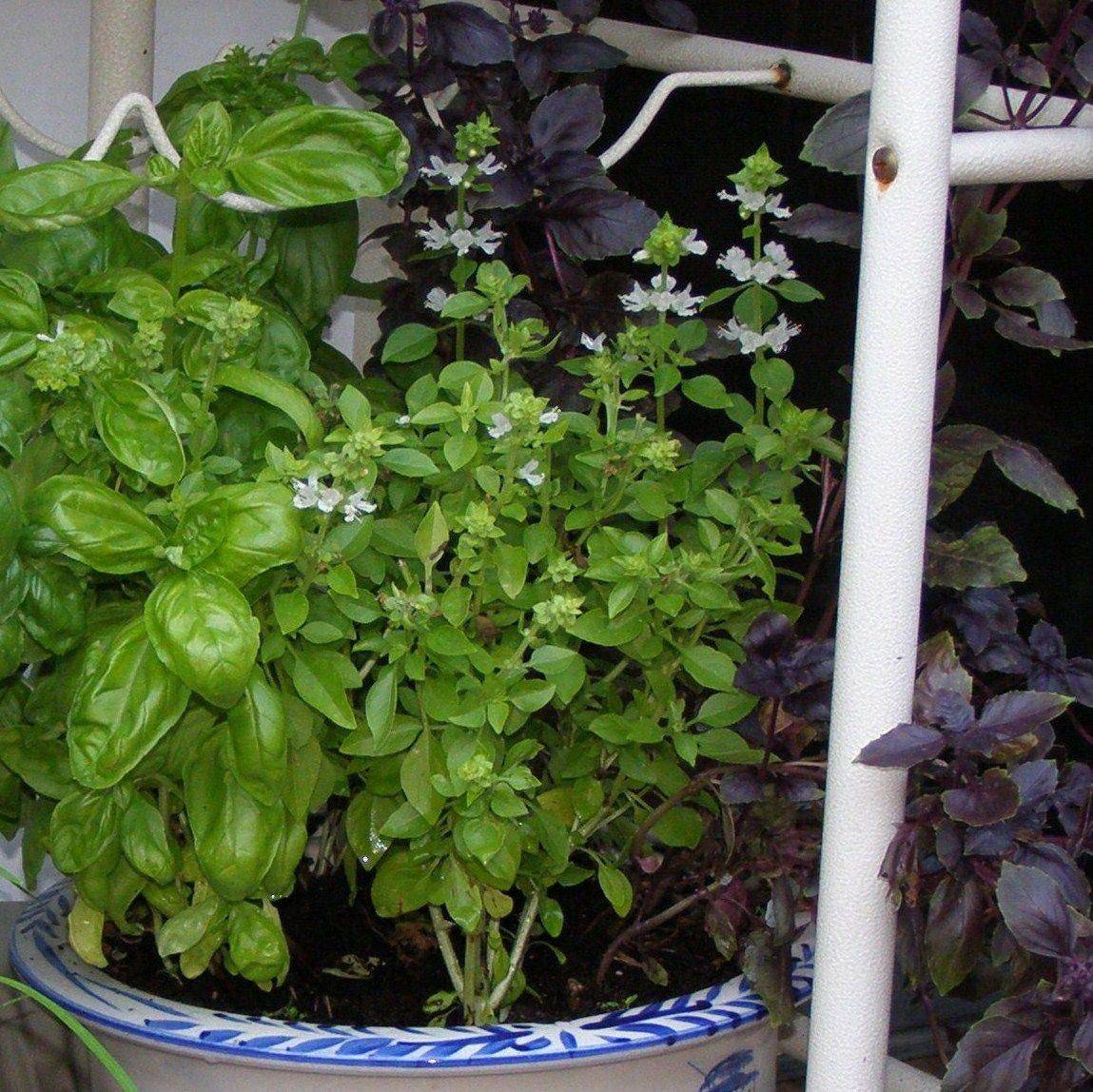 Herb Garden Design Pictures Home Ideas Modern Home Design