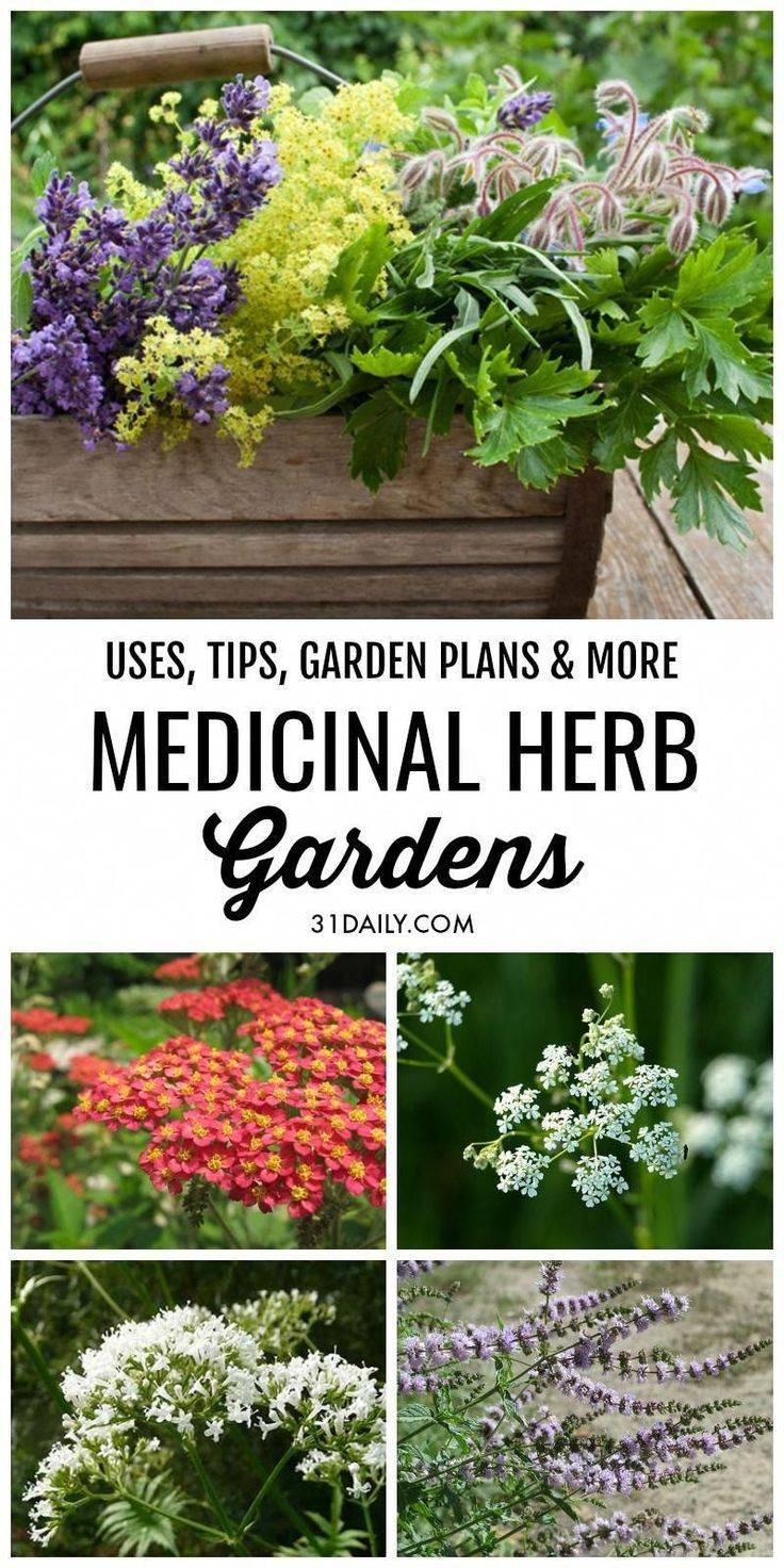24 Medicinal Herb Garden Ideas For This Year SharonSable