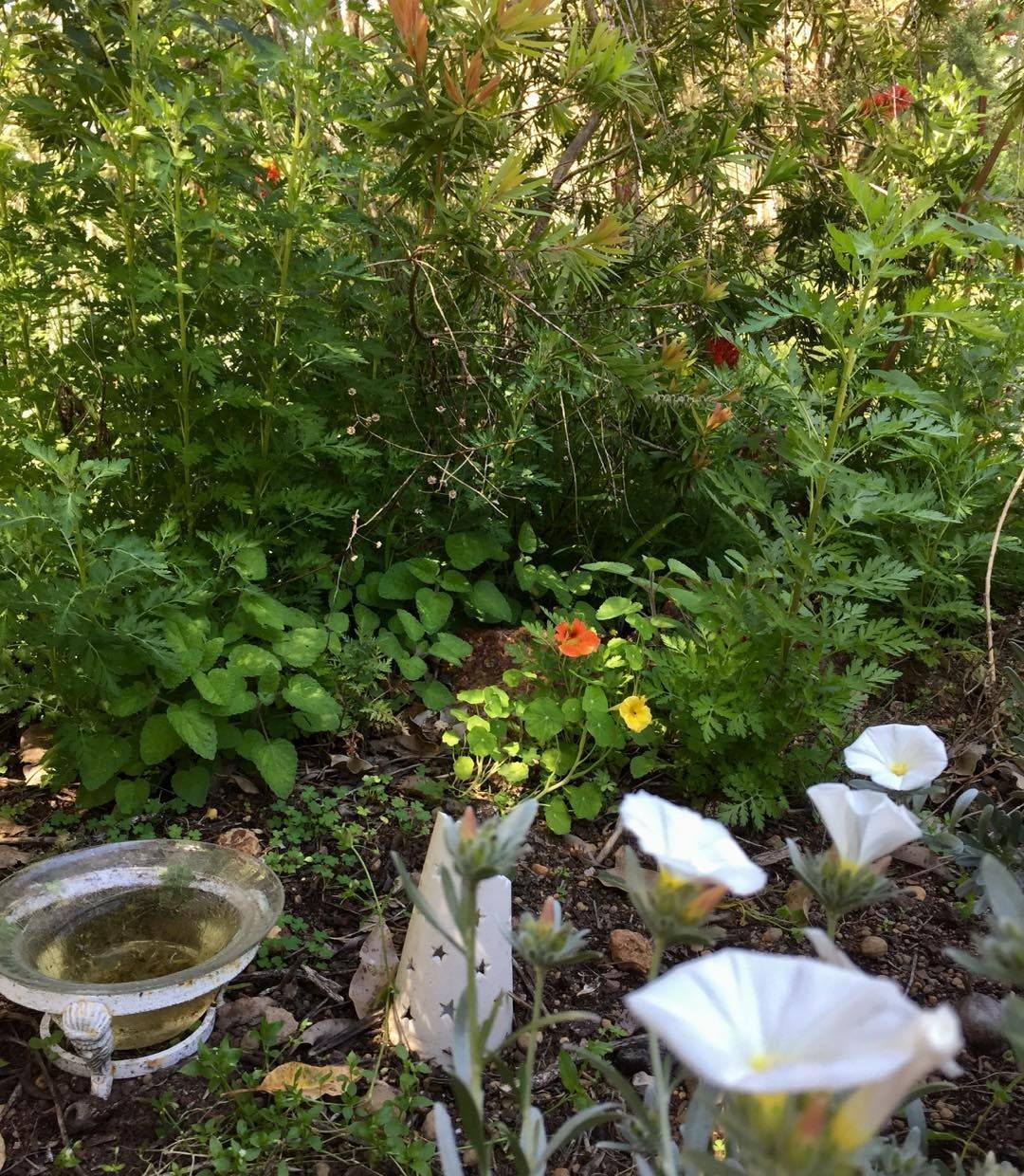 24 Medicinal Herb Garden Ideas For This Year SharonSable