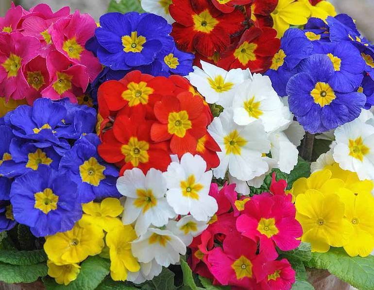 Perennials You Should Plant This Fall