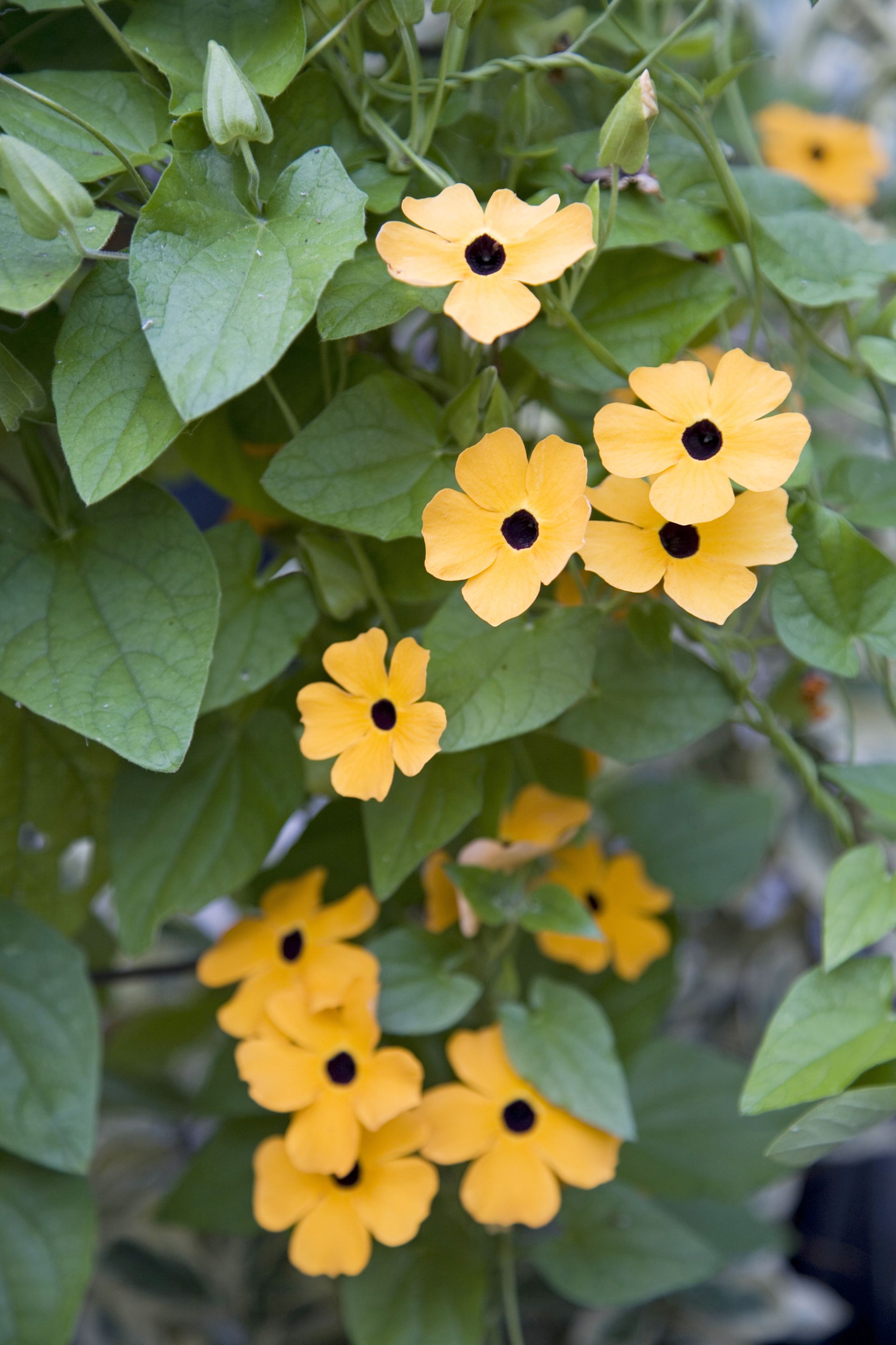 Give Garden Plant Sale