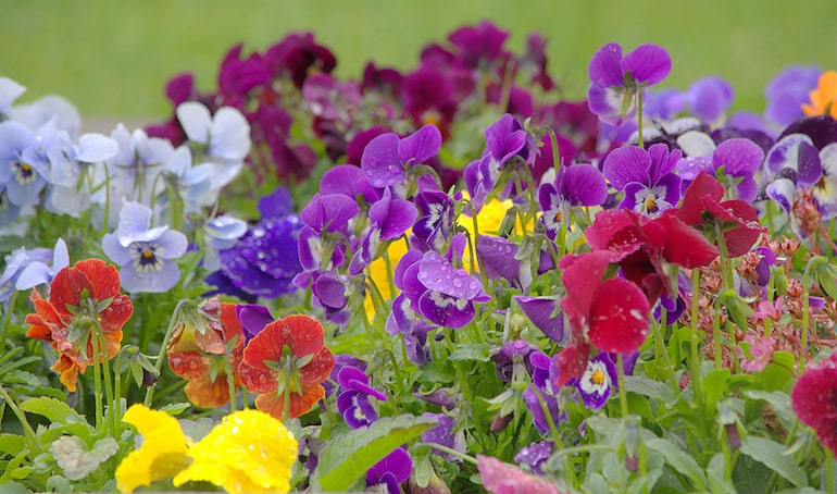 Port St Joe Garden Club Fall Plant Sale