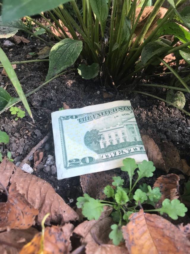 Gardening Ideas
