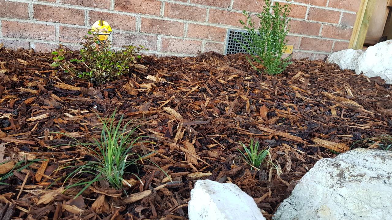Gardening Ideas