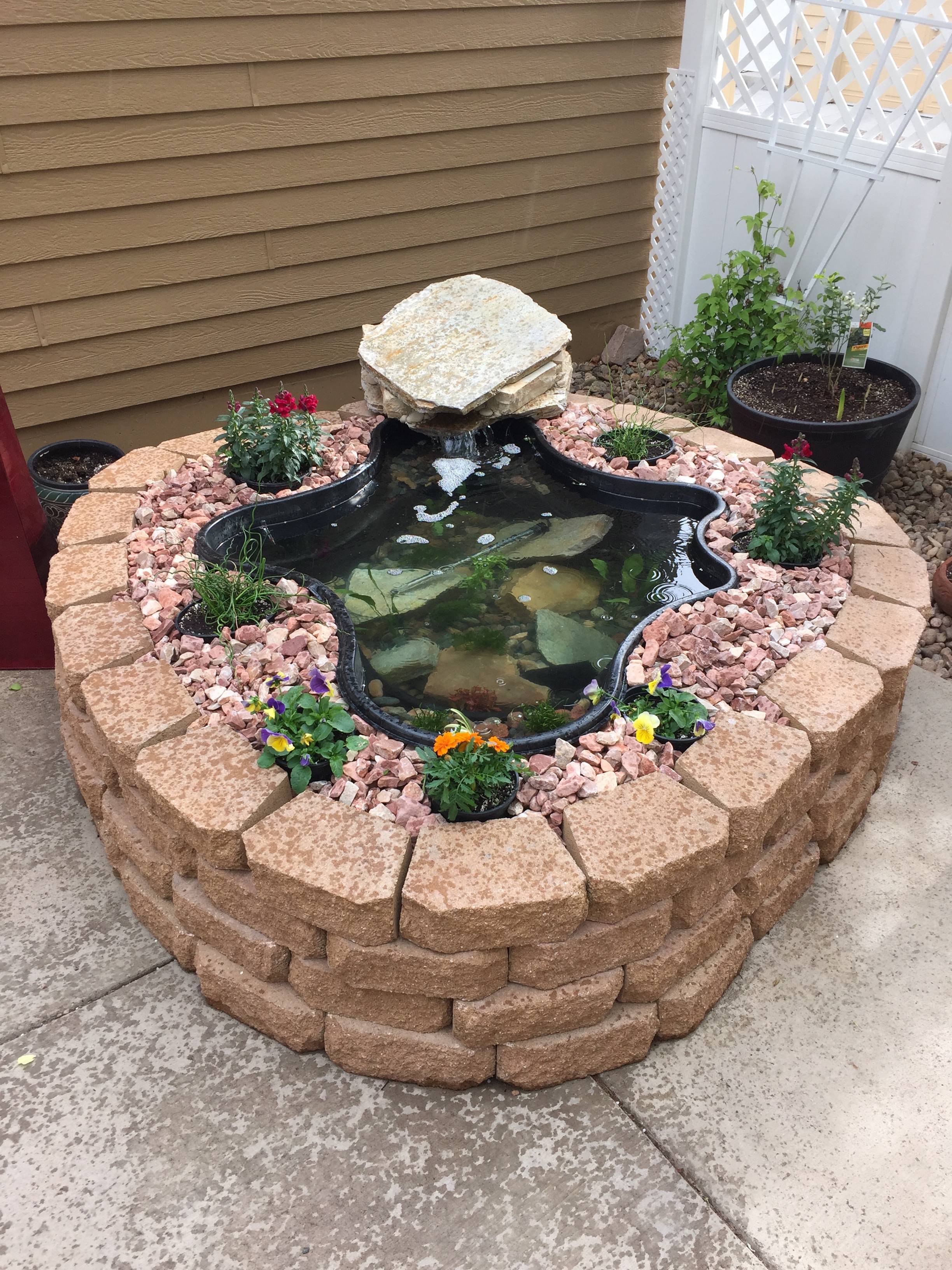 Ground Patio Pond Backyard Summer Small Fish
