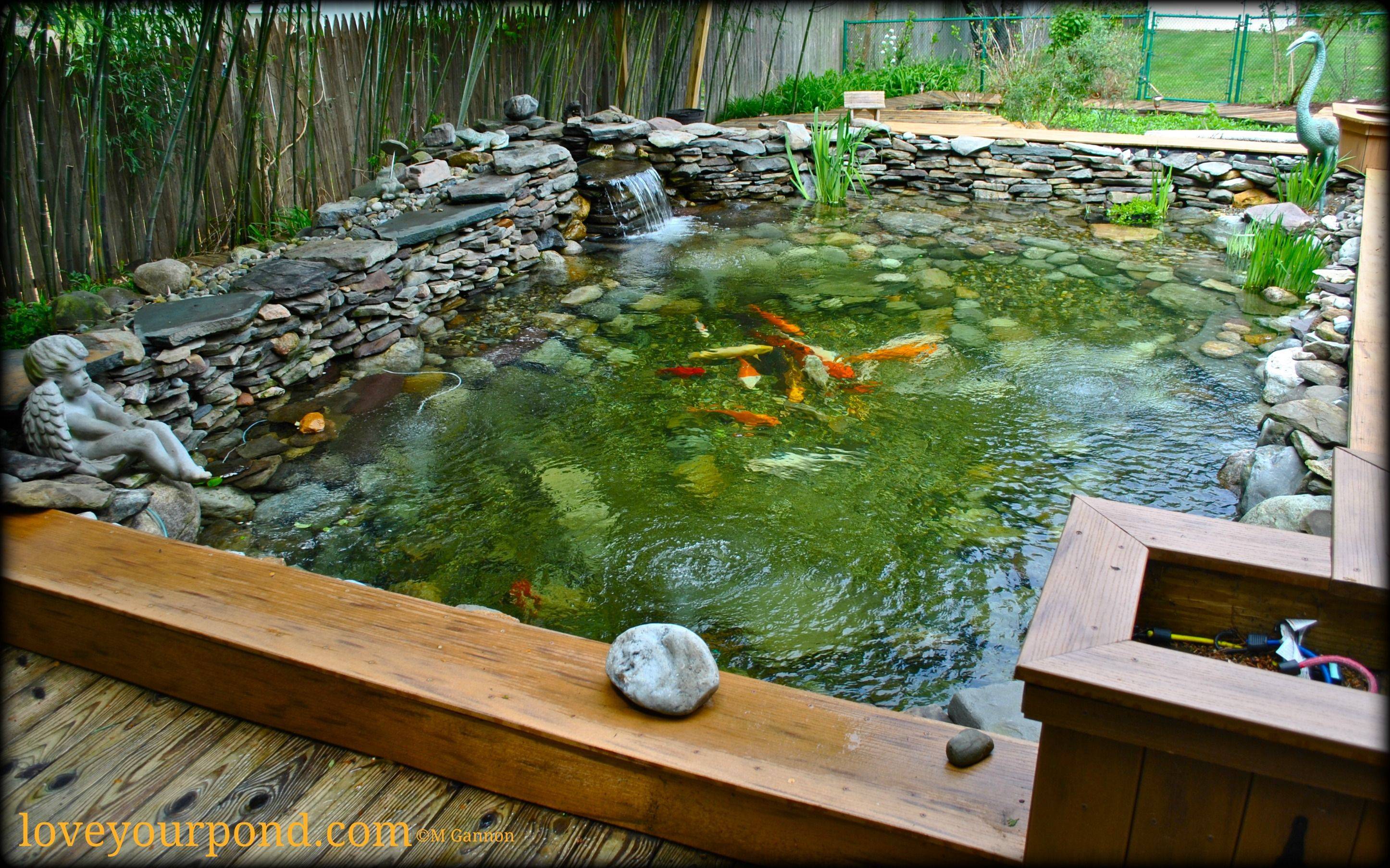 Ground Patio Pond Backyard Summer Small Fish