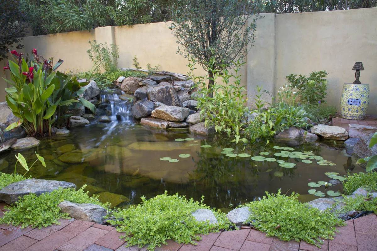 Water Garden Plants