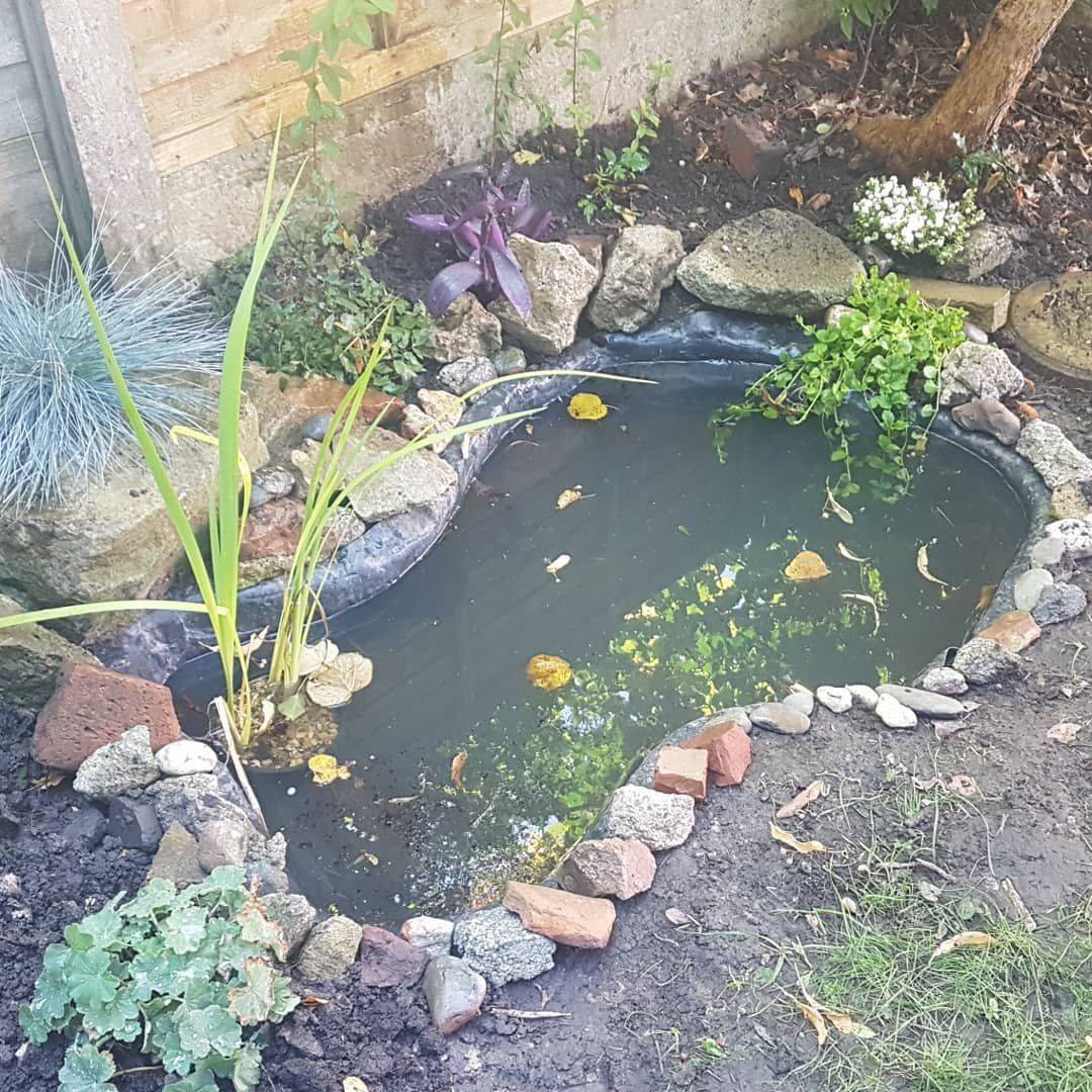 Water Garden Advice