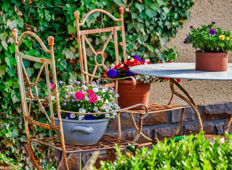 Your Lucky Bamboo Plants Garden