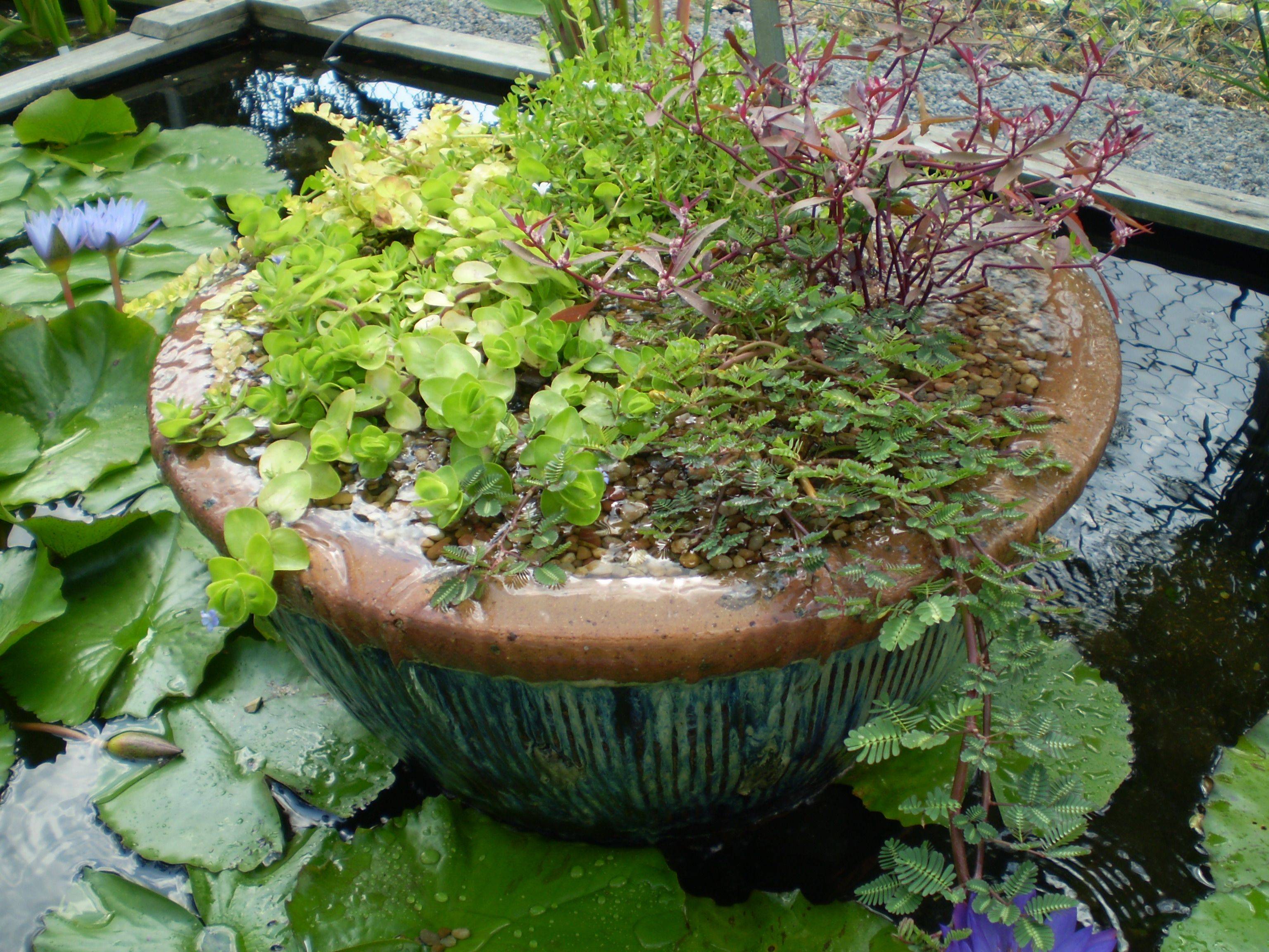 Bog Gardens Exsplained