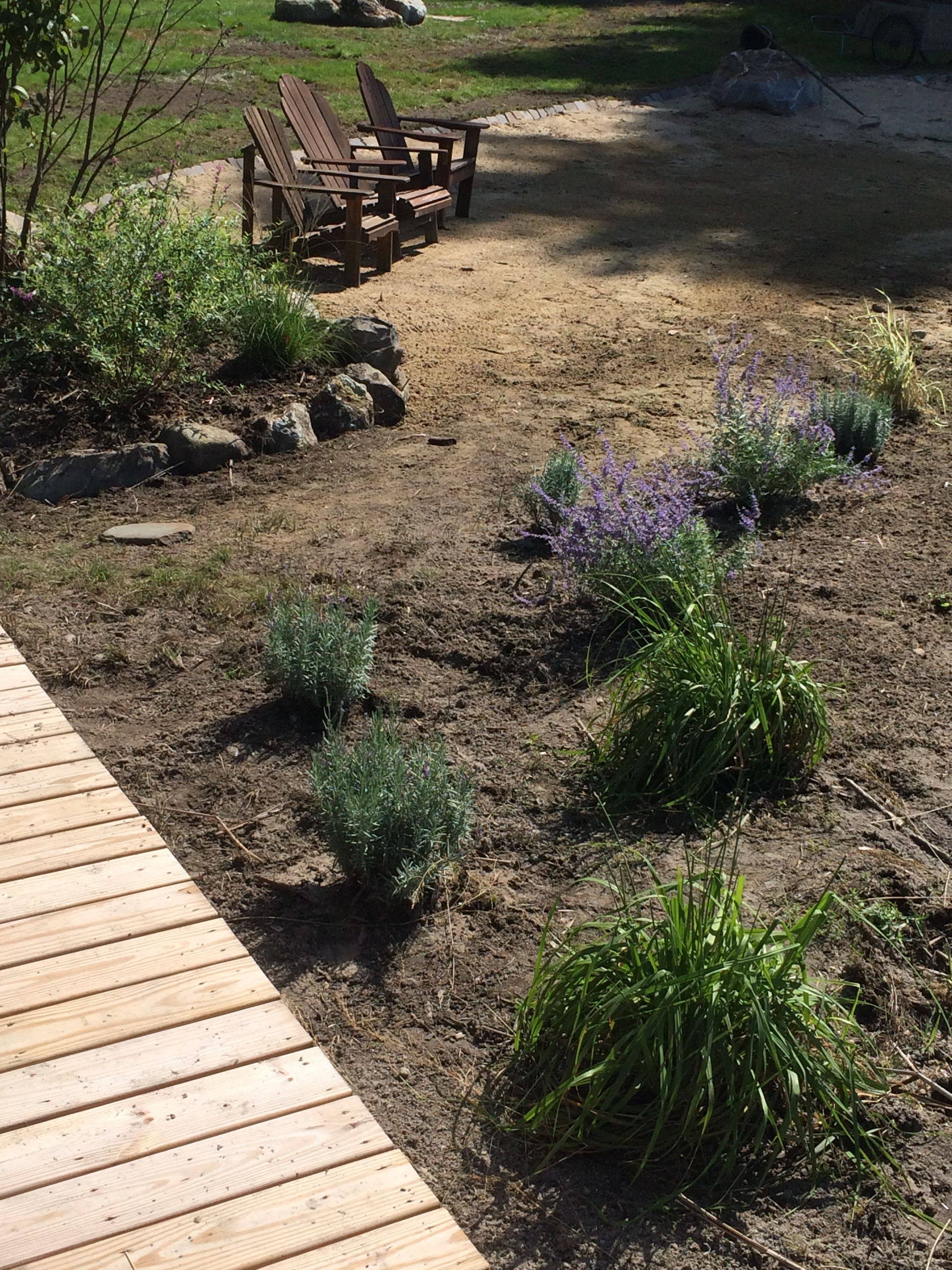 Small Bog Garden