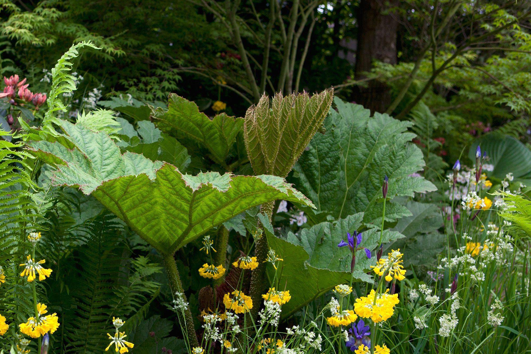 Small Water Gardens