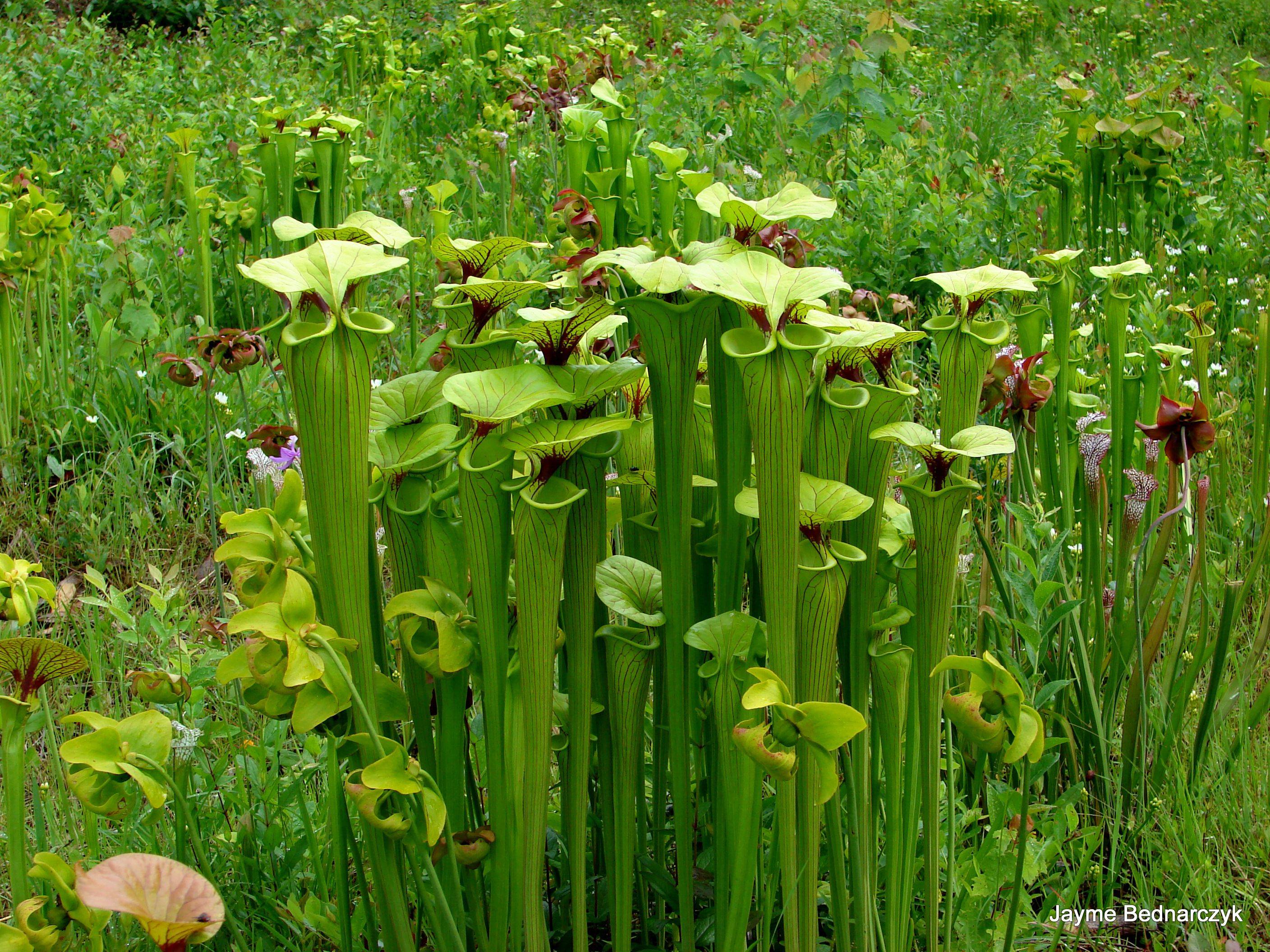 Small Water Gardens
