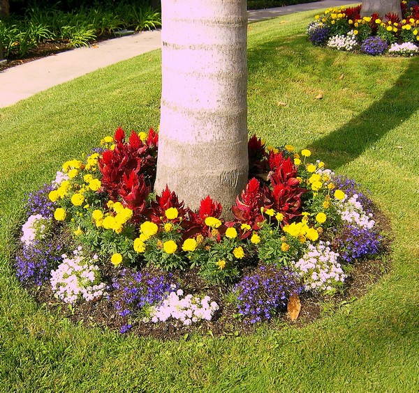 Best Small Garden Trees