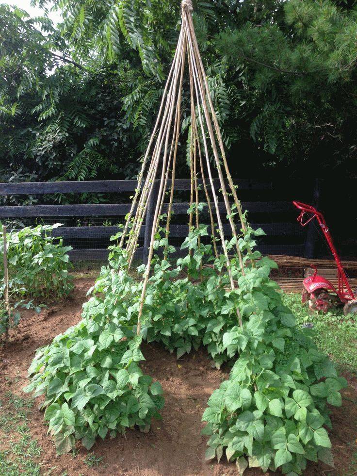 A Bean Pole Teepee