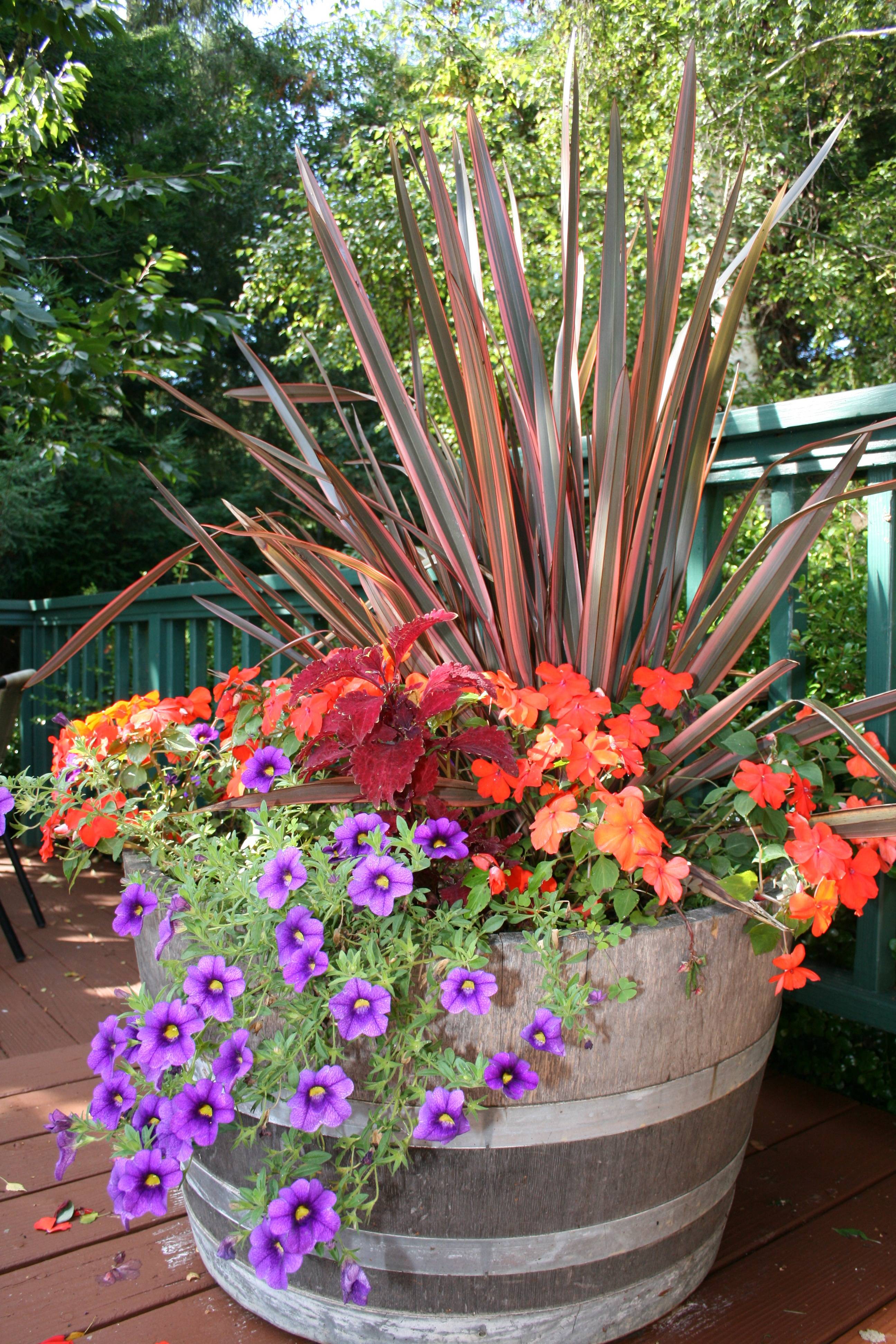 Colorful Container Gardens