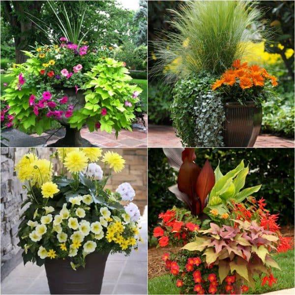 Fall Color Container Planting Idea
