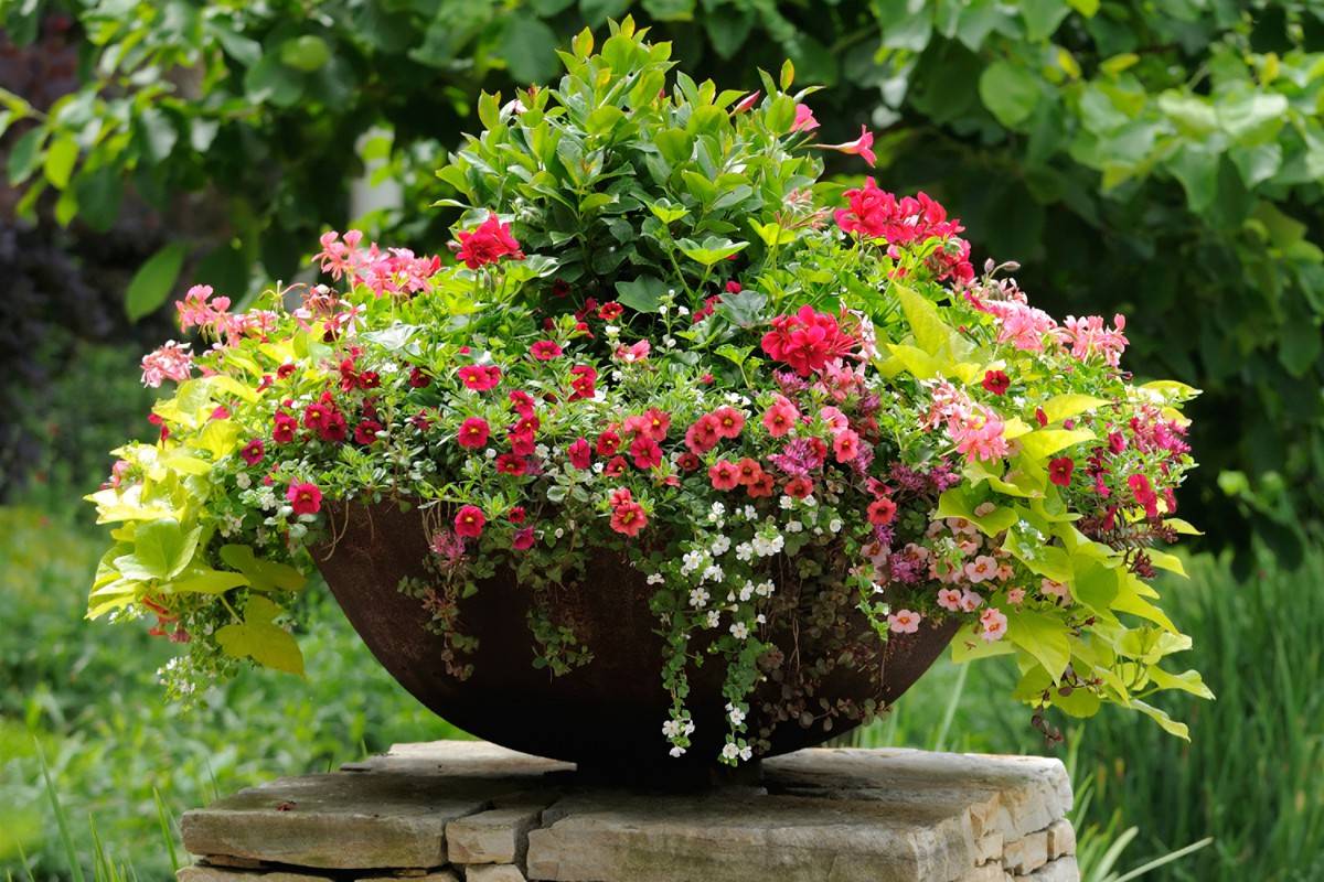 A Beautiful Container Garden