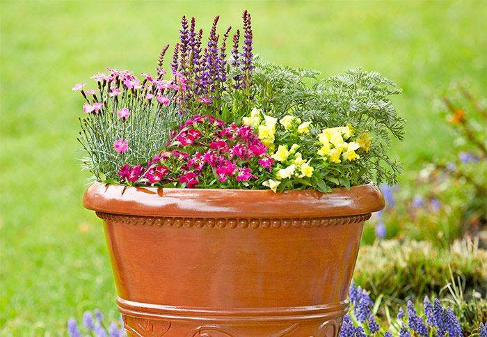 A Winter Hardy Container