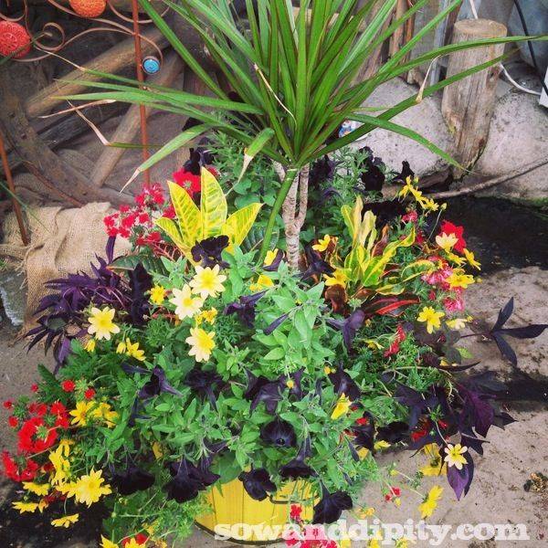 Container Gardening Container Flowers