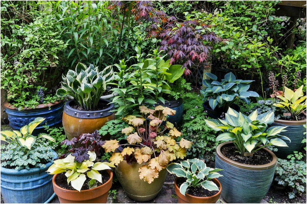 Stylish Shady Containers Finegardening