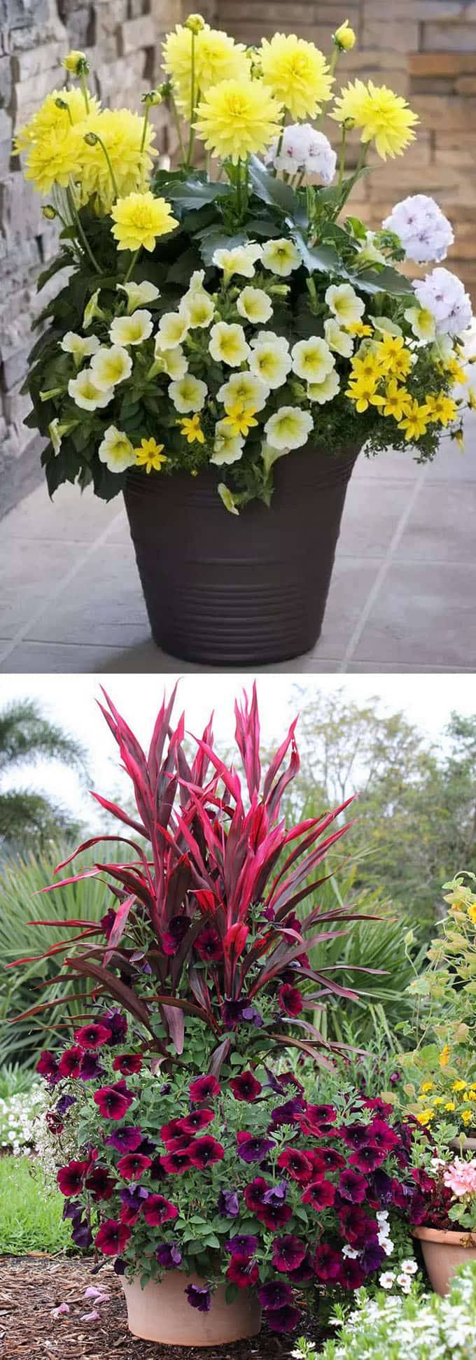 Wonderful Summer Container Garden Flower Ideas Page