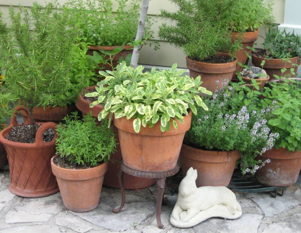 Marvelous Container Garden Ideas