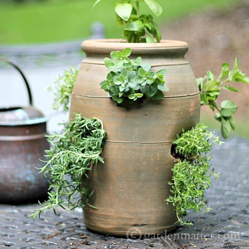 Herb Container Gardens