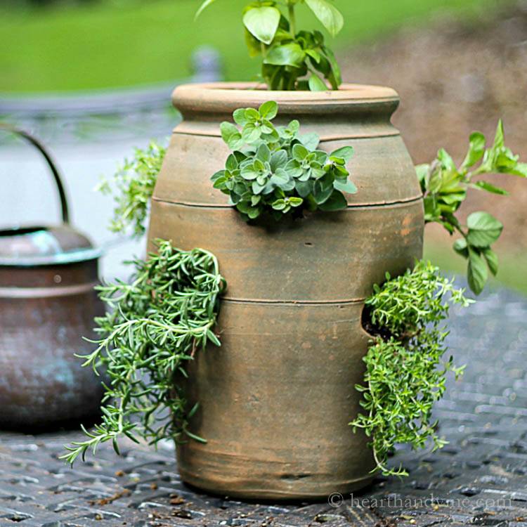 Herb Container Gardens
