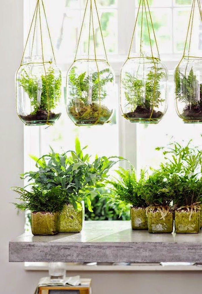 Container Plant