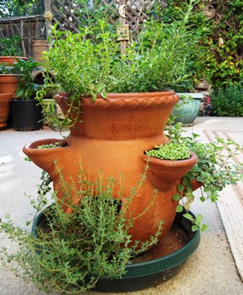Full Sun Container Plant Ideas English