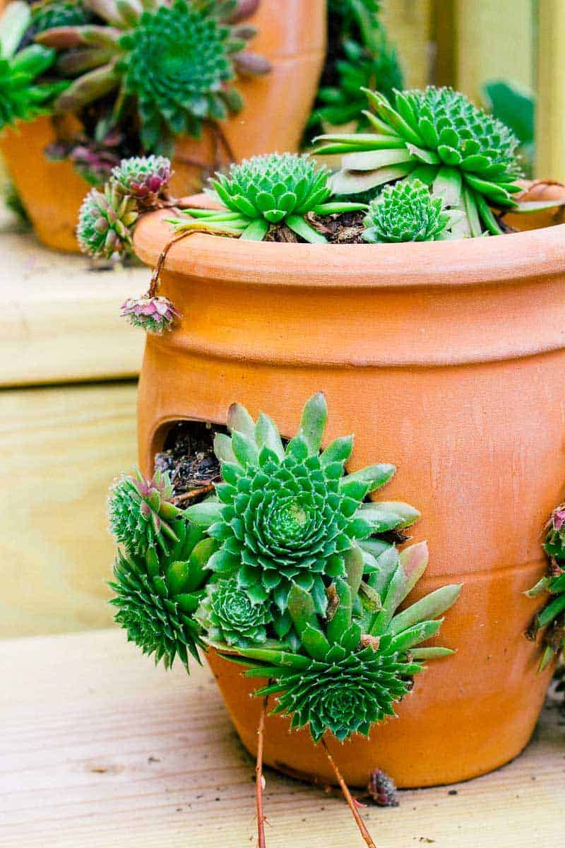 A Strawberry Pot