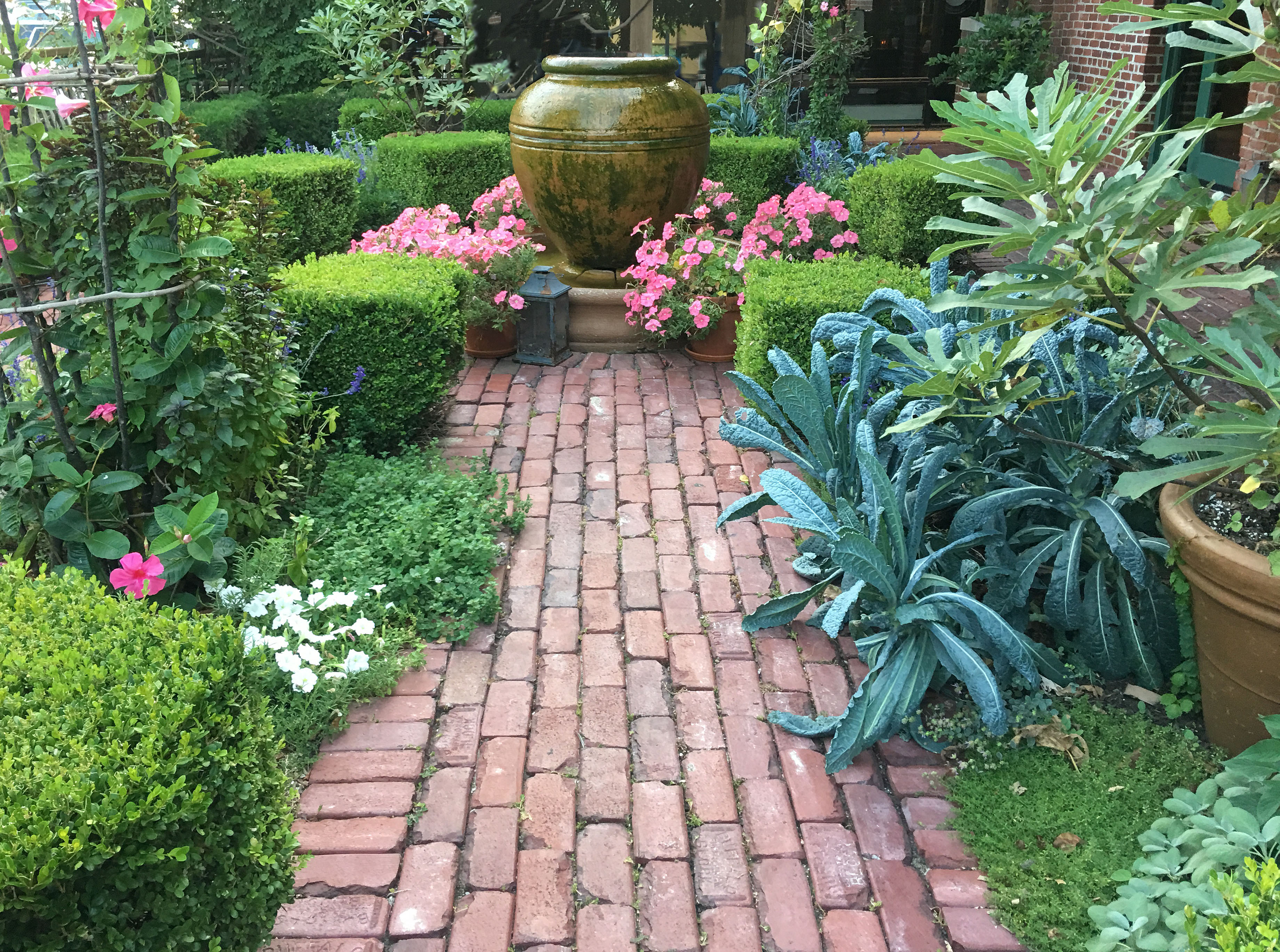 Perennial Plant Front Yard Decor Renewal