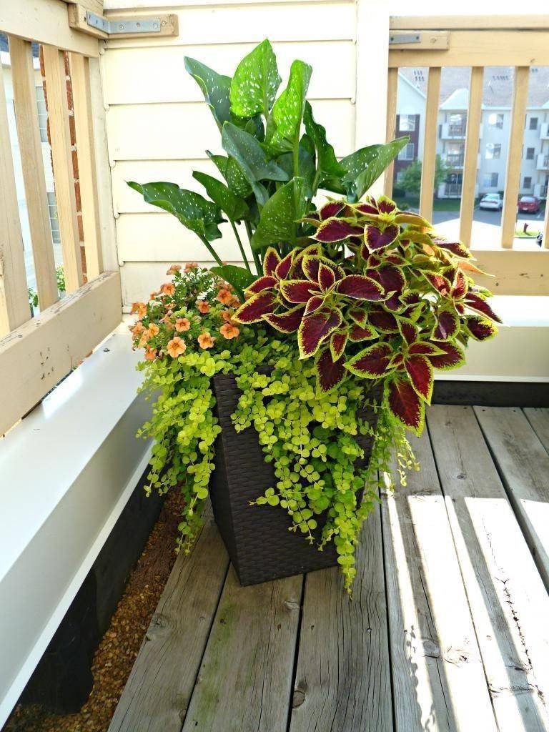 Unusual Colorful Shade Garden Pots Ideas