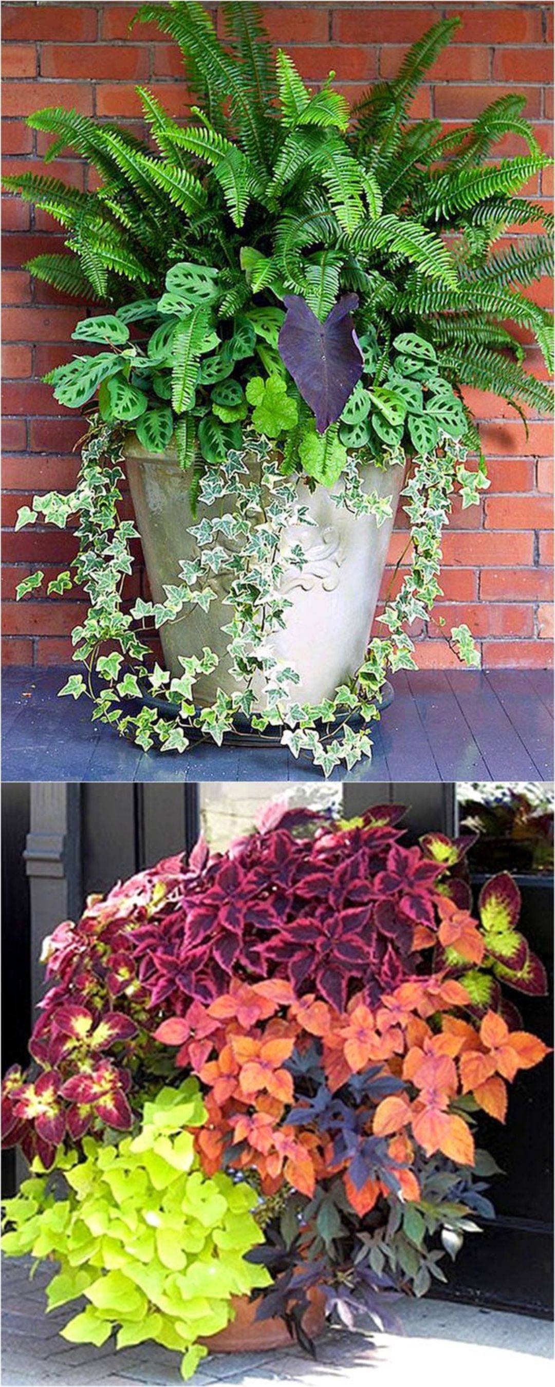 Stylish Colorful Shade Garden Pots Ideas