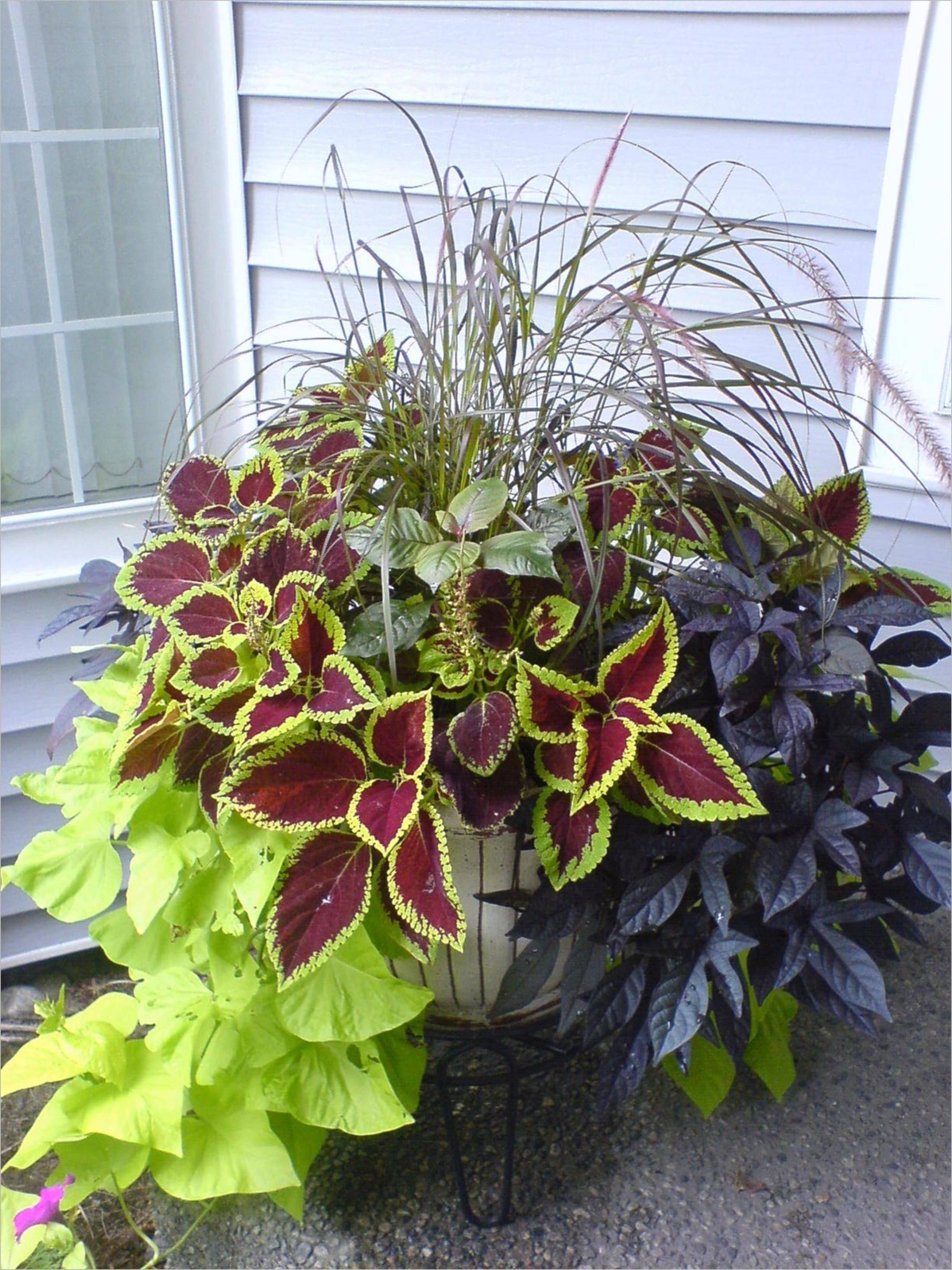 Colorful Shade Garden Pots And Plant Ideas Porch Flowers