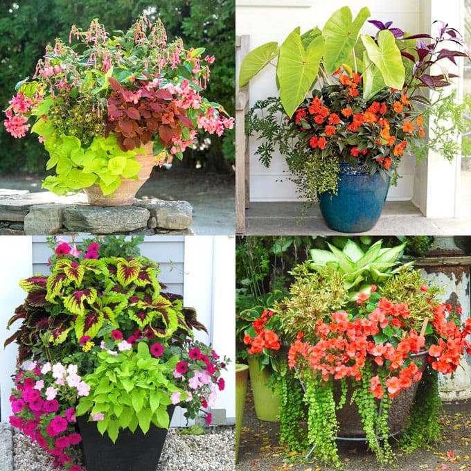 Shade Gardening