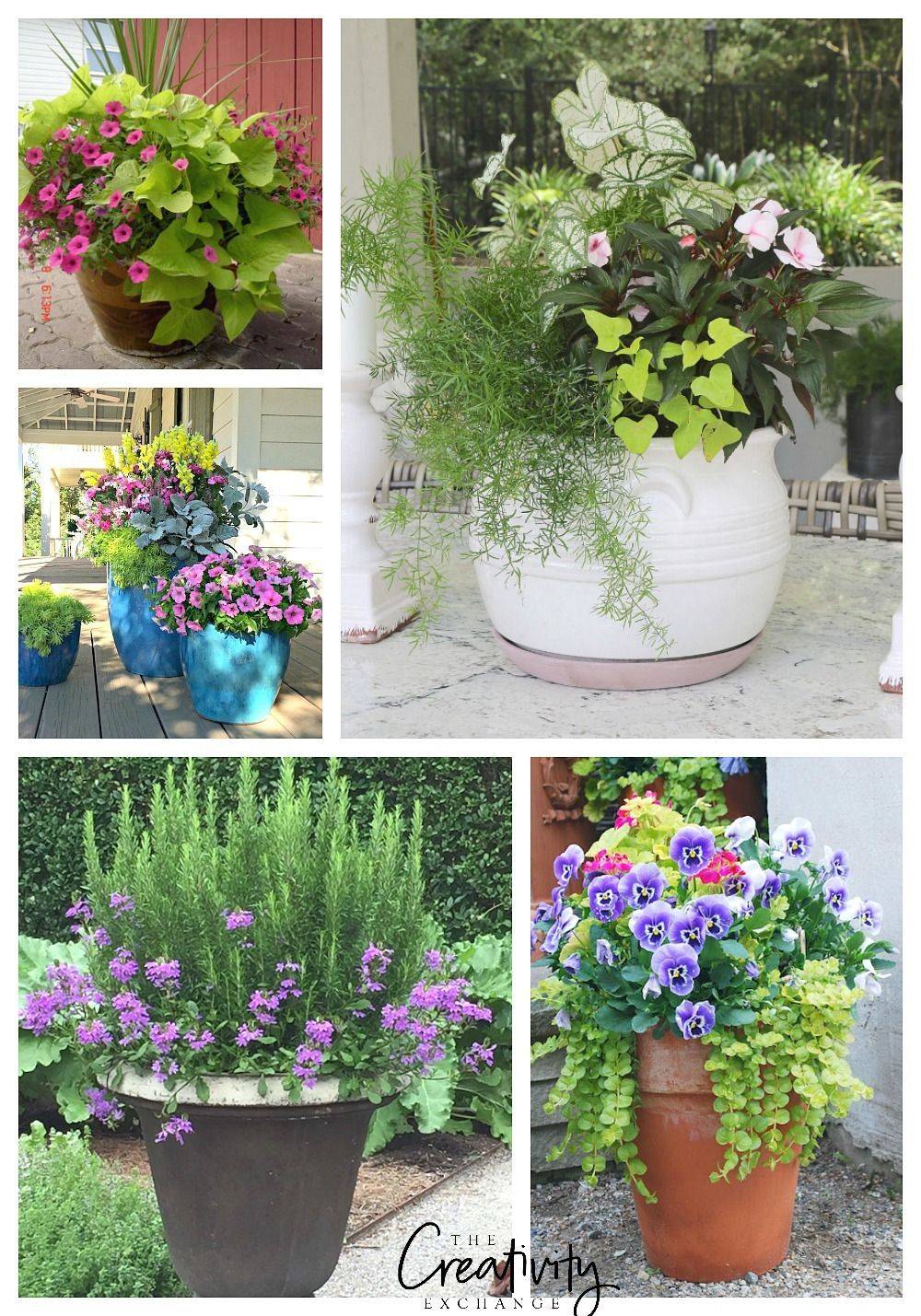 16 Plant Combination Ideas for Container Garden Worth to Check
