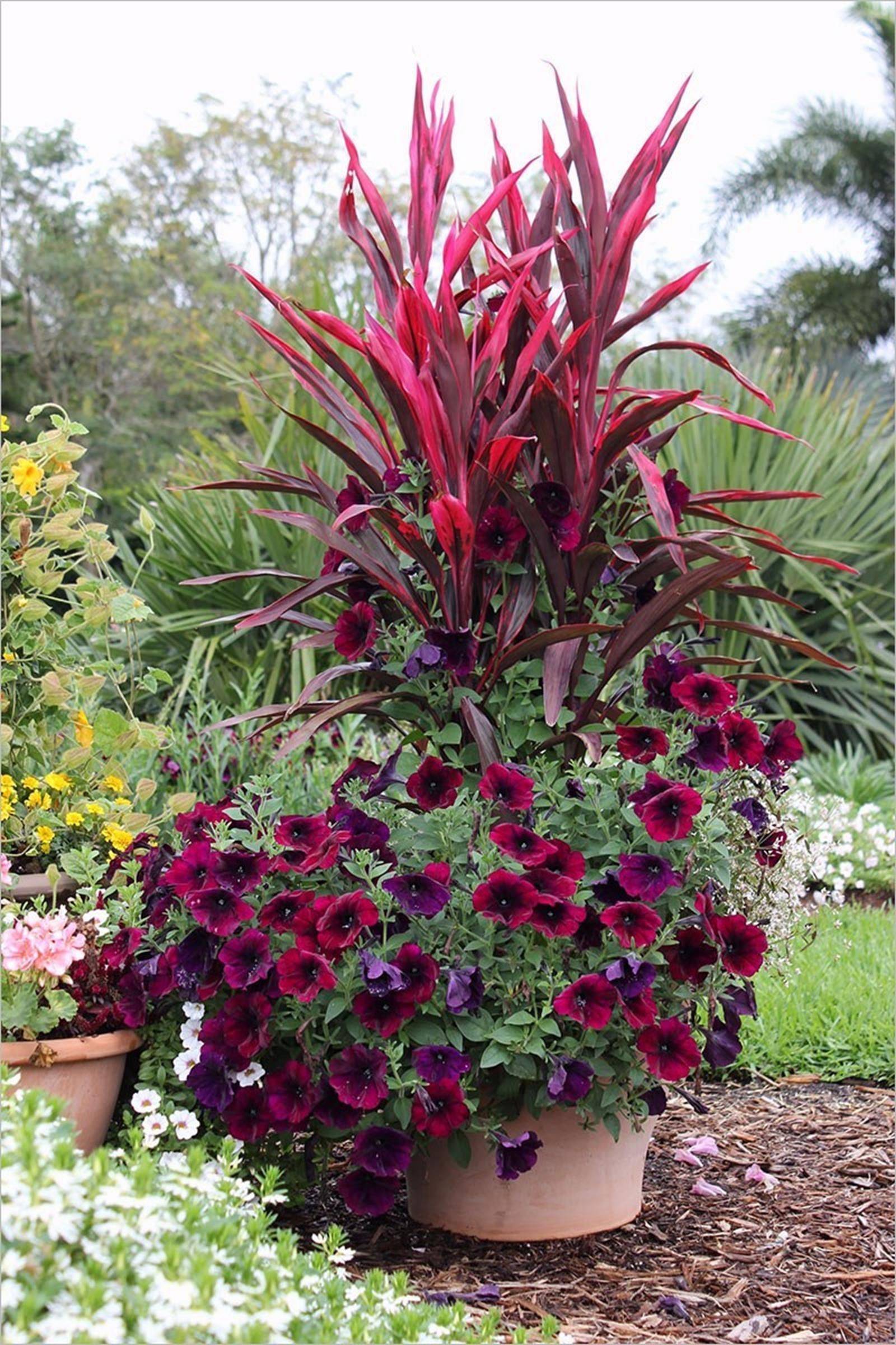 Lovely Combination Planting Container Gardening Ideas Homyhomee