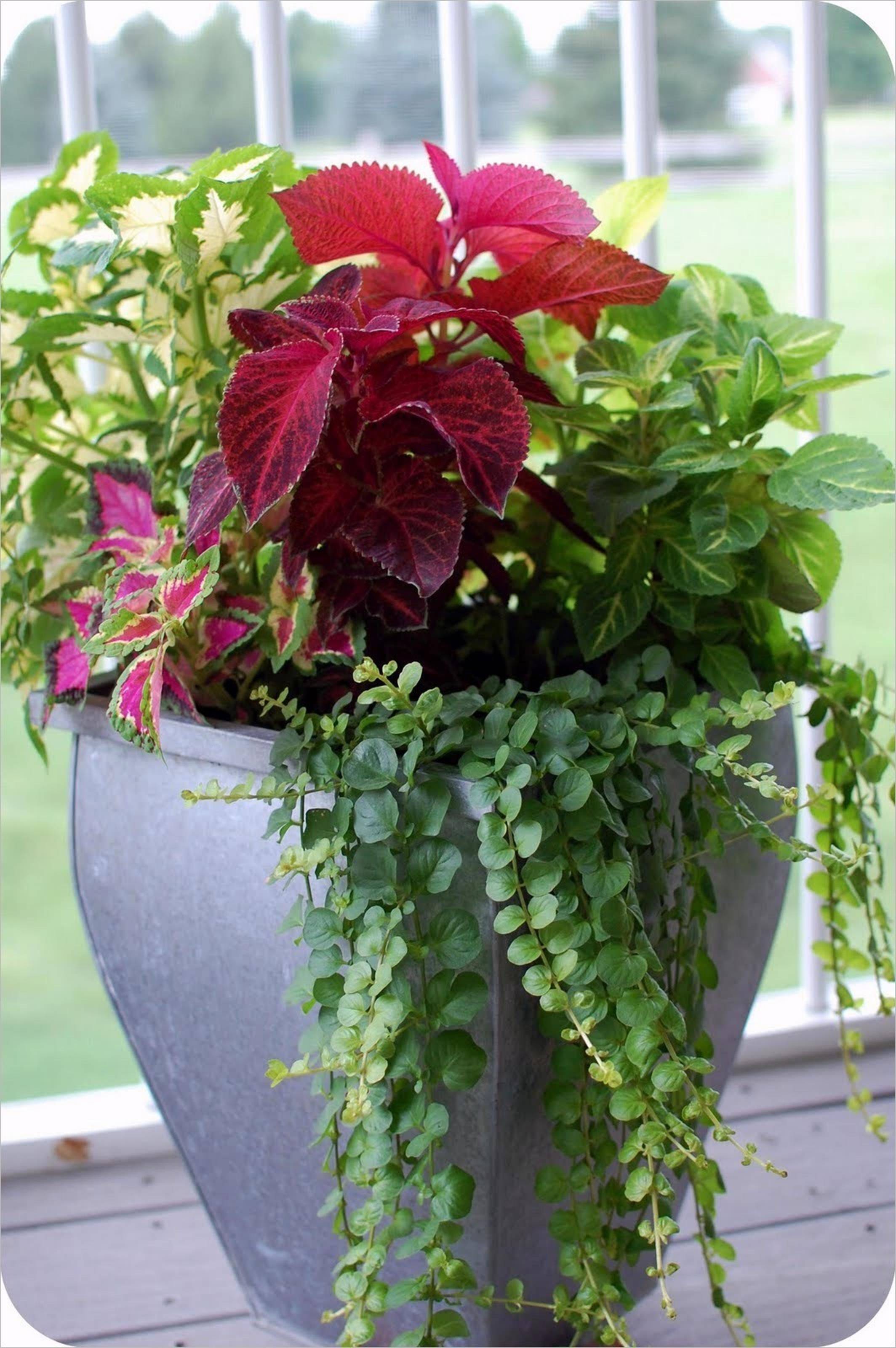 16 Plant Combination Ideas for Container Garden Worth to Check