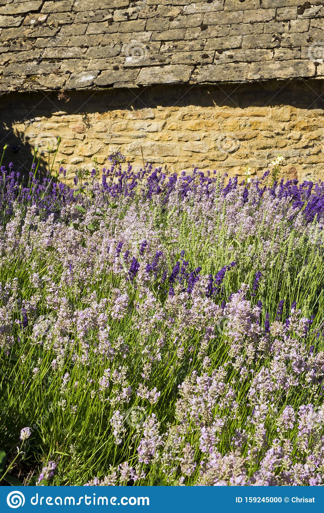 18 Lavender Garden Border Ideas To Consider SharonSable