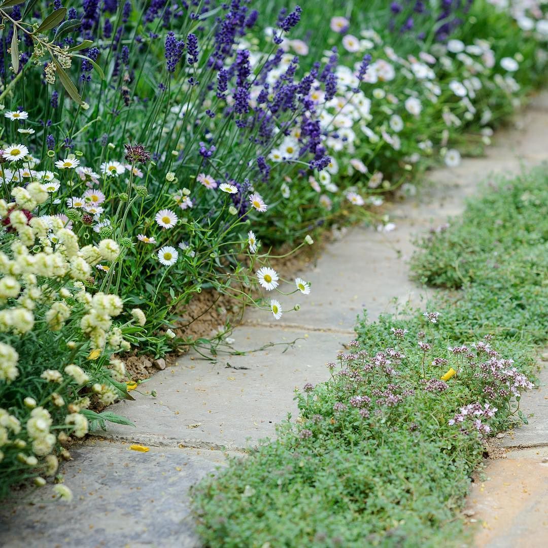 Lavender Border Plants