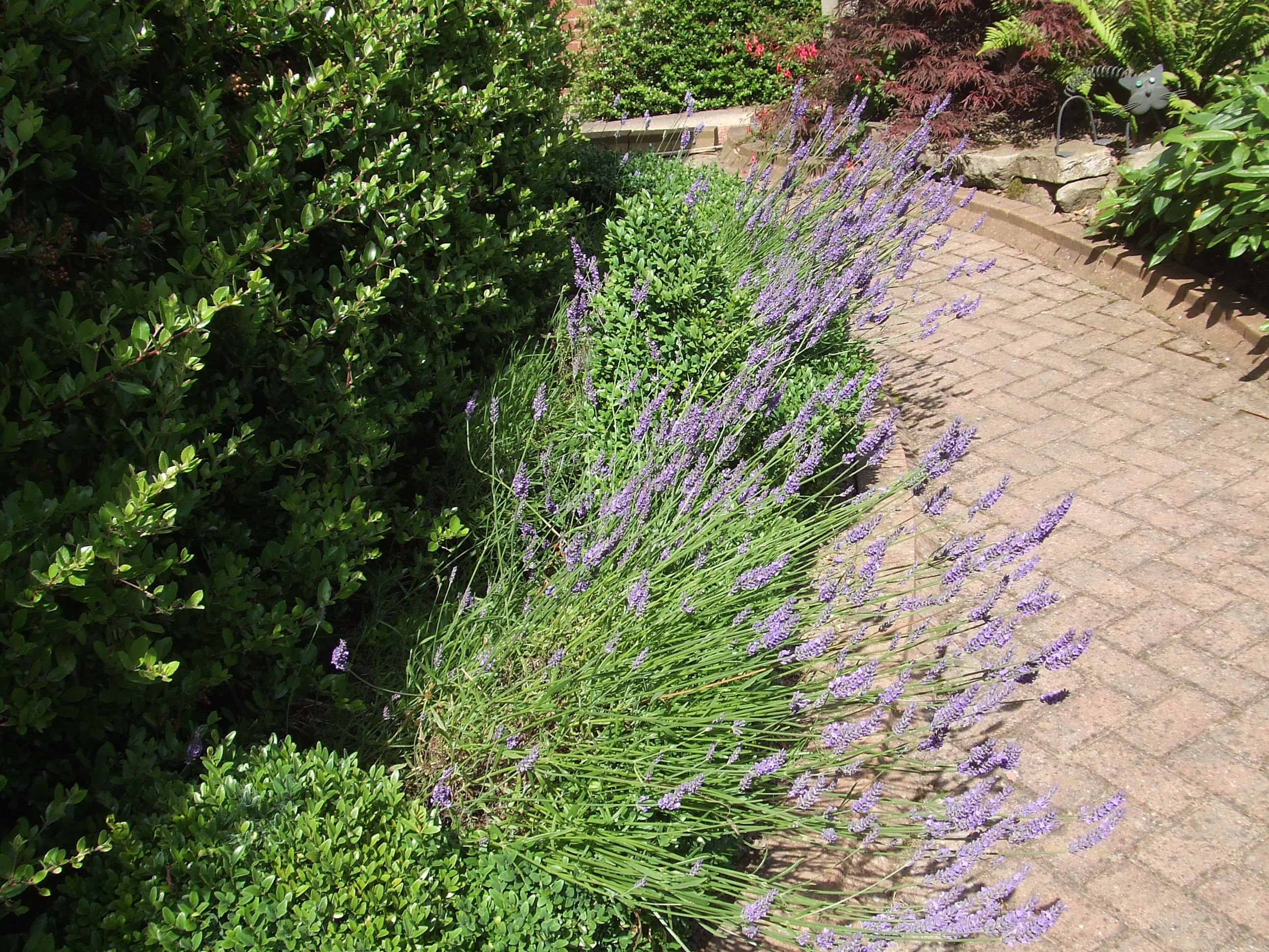 An Edging Lavender Garden