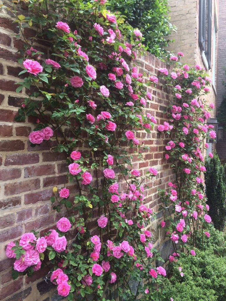 Rose Gardening Tips