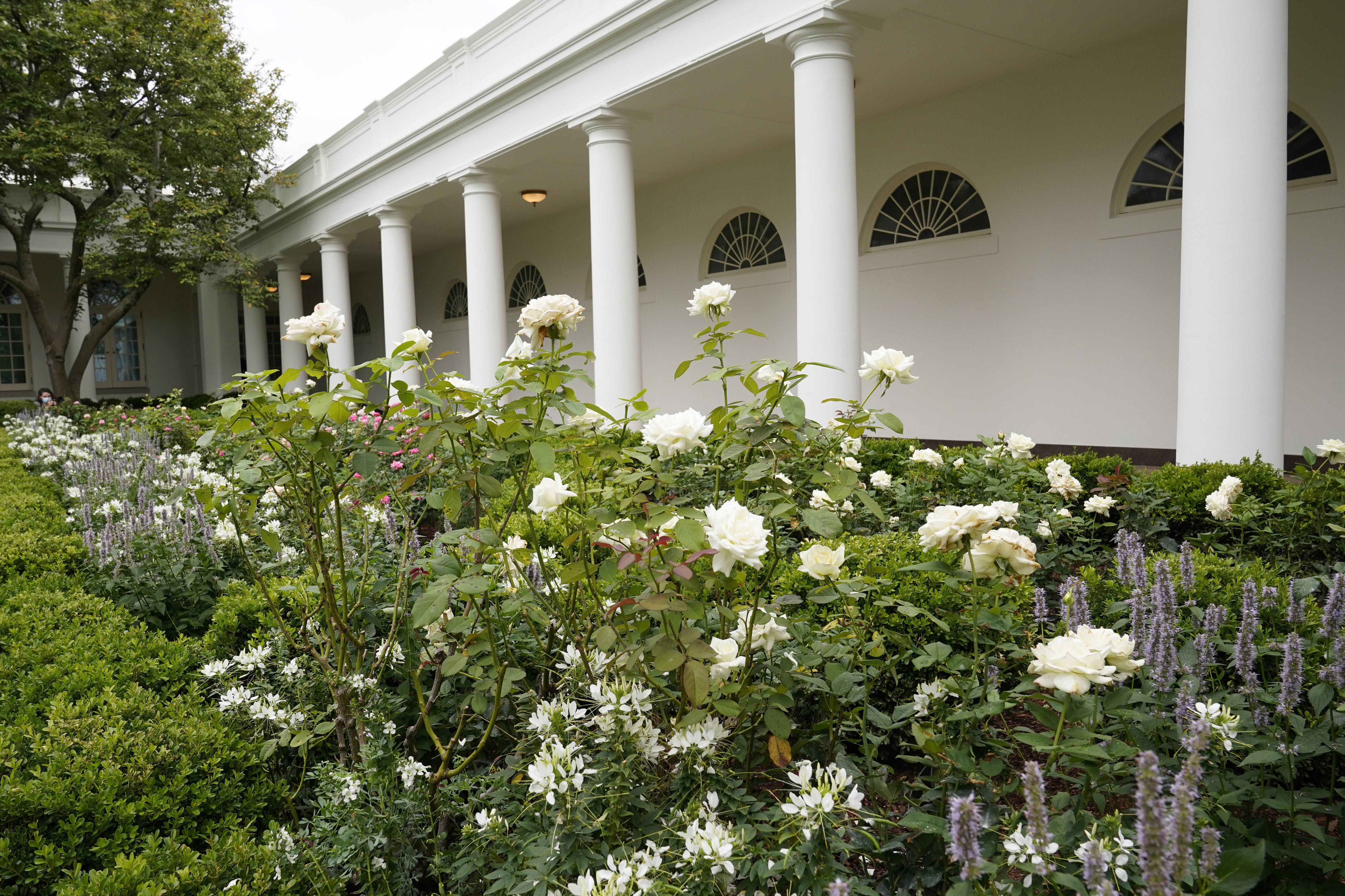 The White House Rose Garden