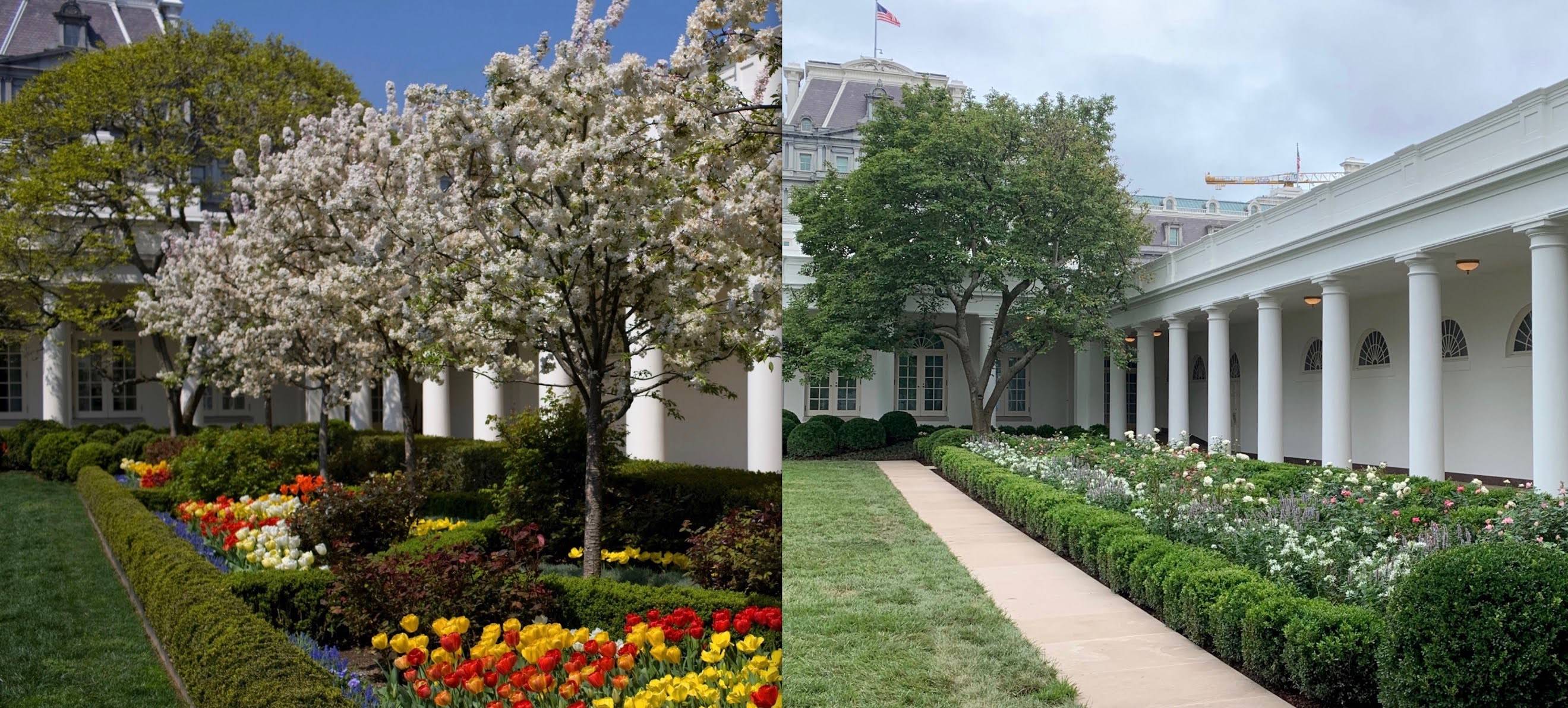 White House Rose Garden Renovation